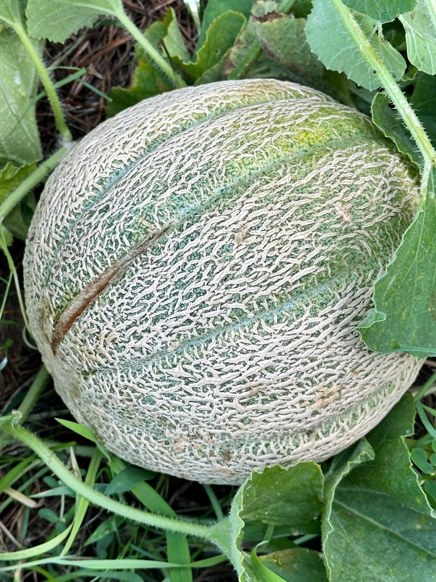 LOUPE Melon Fruit Seeds, Sweet Melon Variety for Home Gardens