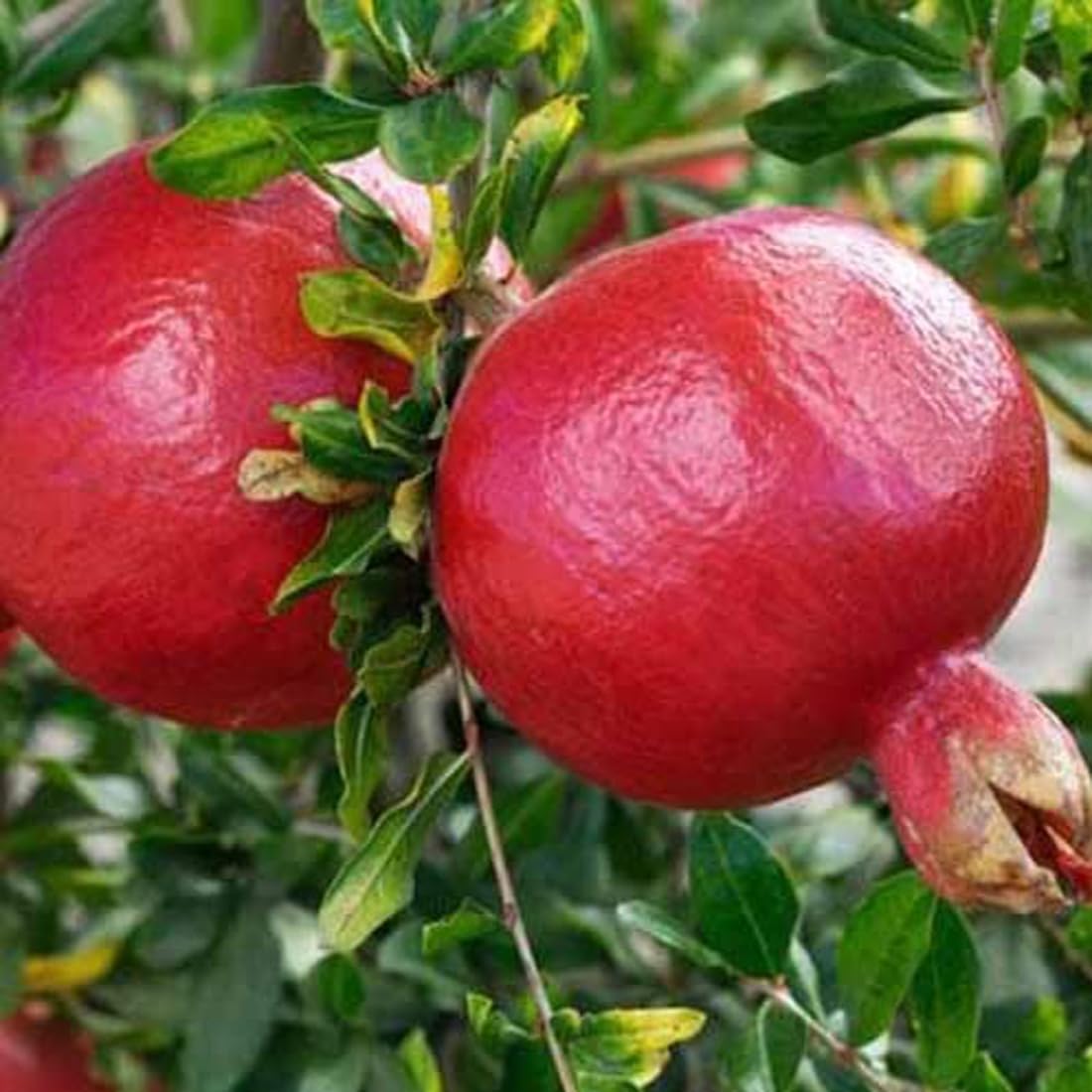 Green Pink Pomegranate Fruit Seeds for Planting - Heirloom & Non-GMO Seeds for Planting