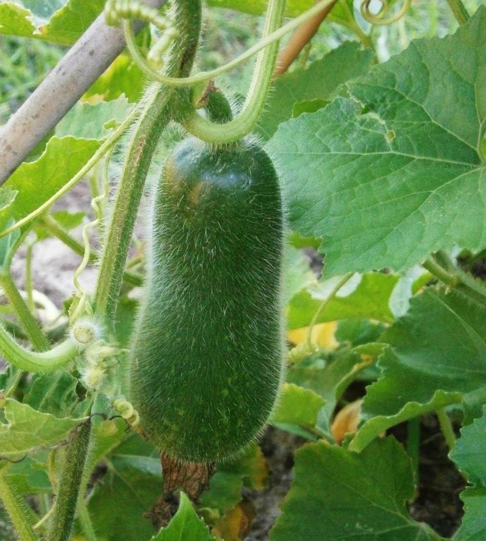 Super Big Winter Melon Seeds - High-Yield Wax gourd for a Giant Harvest