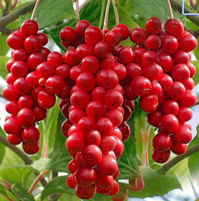 Schisandra Fruit Seeds for Growing Adaptogenic and Flavorful Fruits