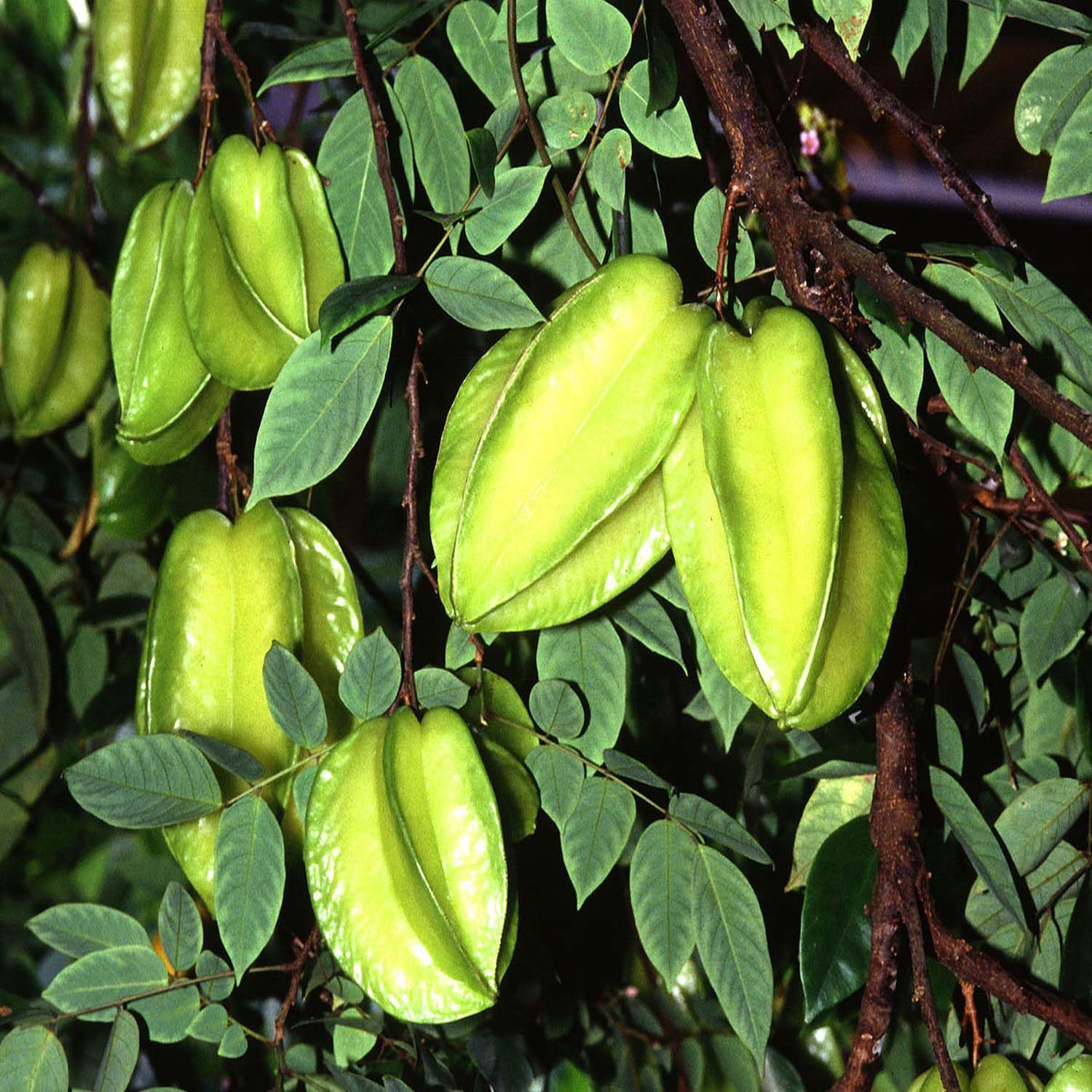 Tropical Star Fruit Seeds for Sweet and Tangy Trees