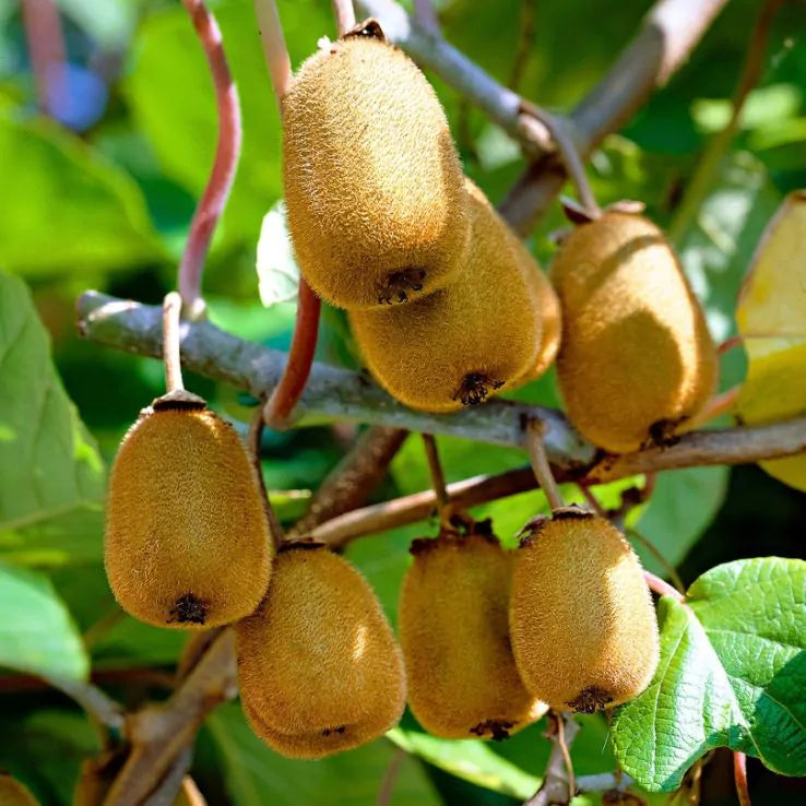 Golden Kiwi Fruit Seeds for Planting - A Sweet and Nutrient-Rich Kiwi for Your Garden