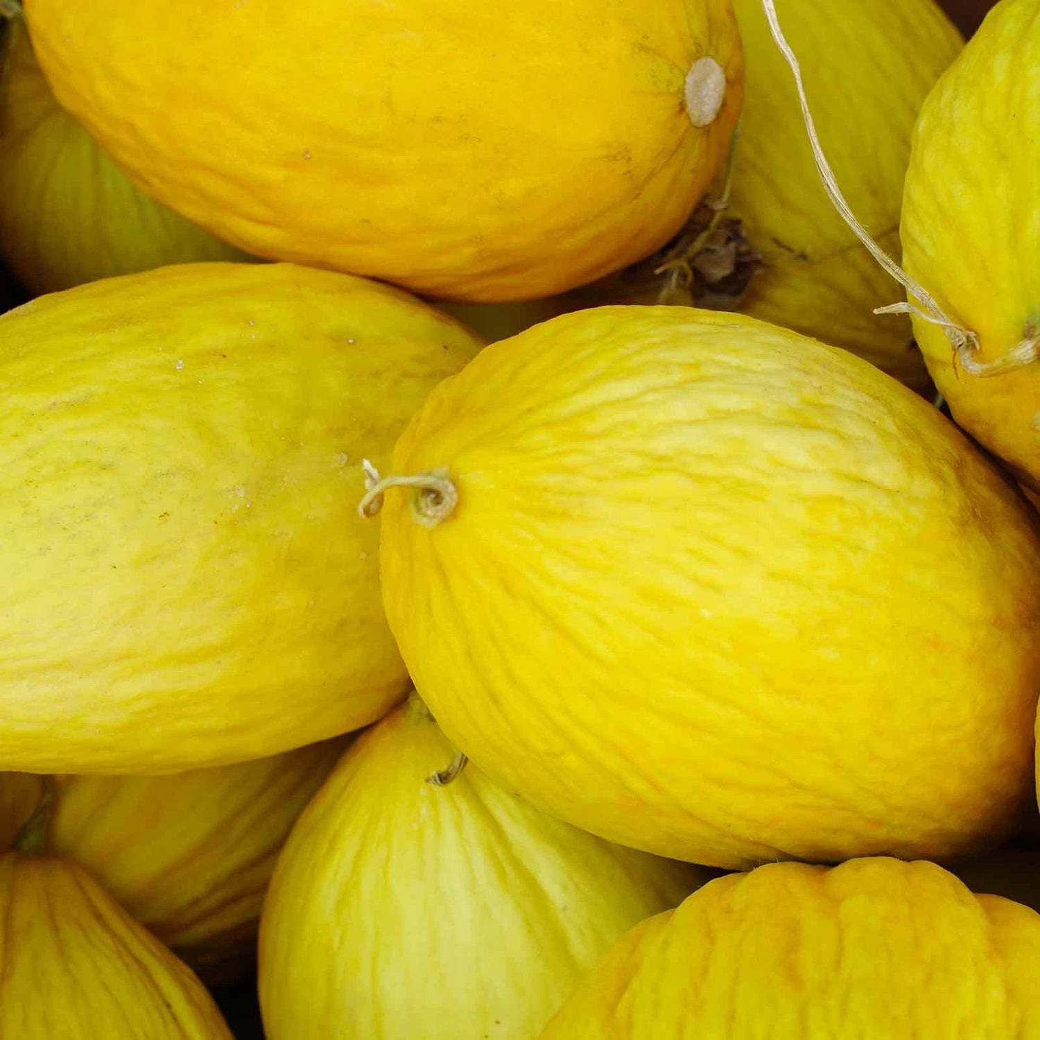 Crenshaw Melon Seeds, Grow Your Own Sweet, Juicy Melons