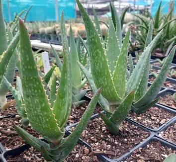 Green Claviflora Jackal’s Plant Seeds for Planting- Unique Garden Collection – Fresh Herb for Your Garden