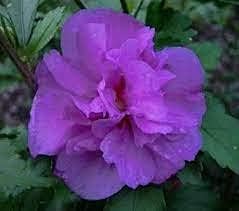 Double Purple Hibiscus Flower Heirloom Non Gmo Image