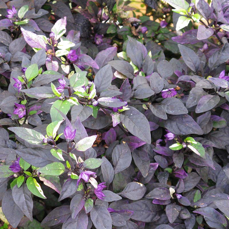 Purple Flash Ornamental Pepper Seeds Heirloom Non-GMO High Germination Organic Garden Seeds