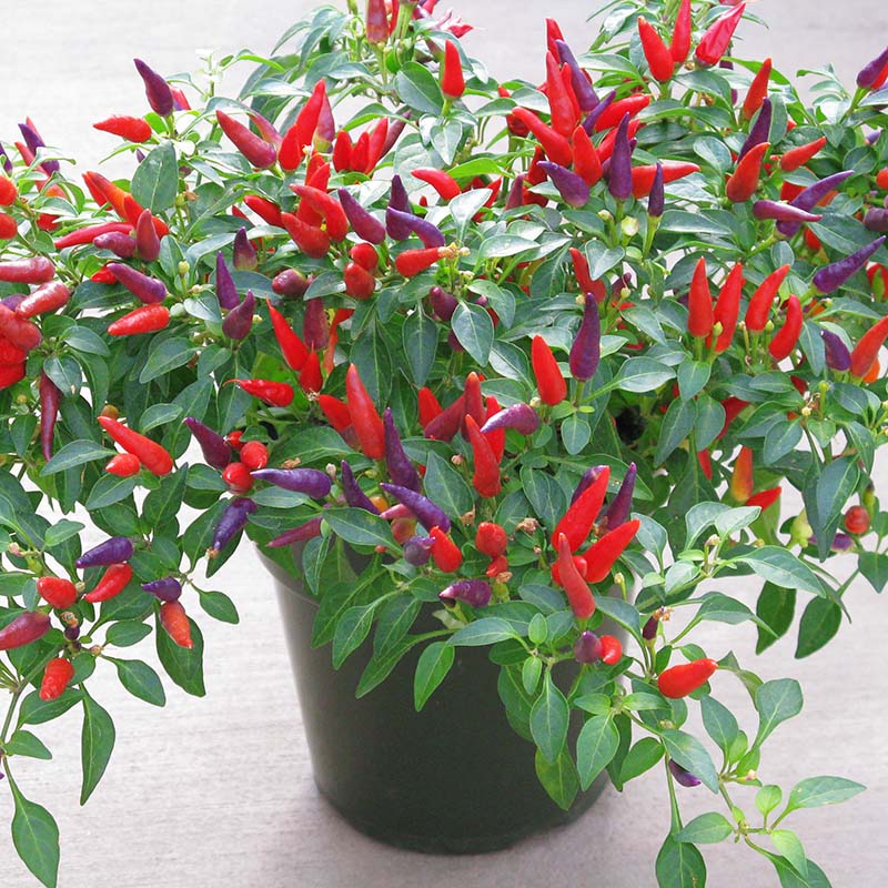 Sangria Pepper Vegetable Seeds for Planting
