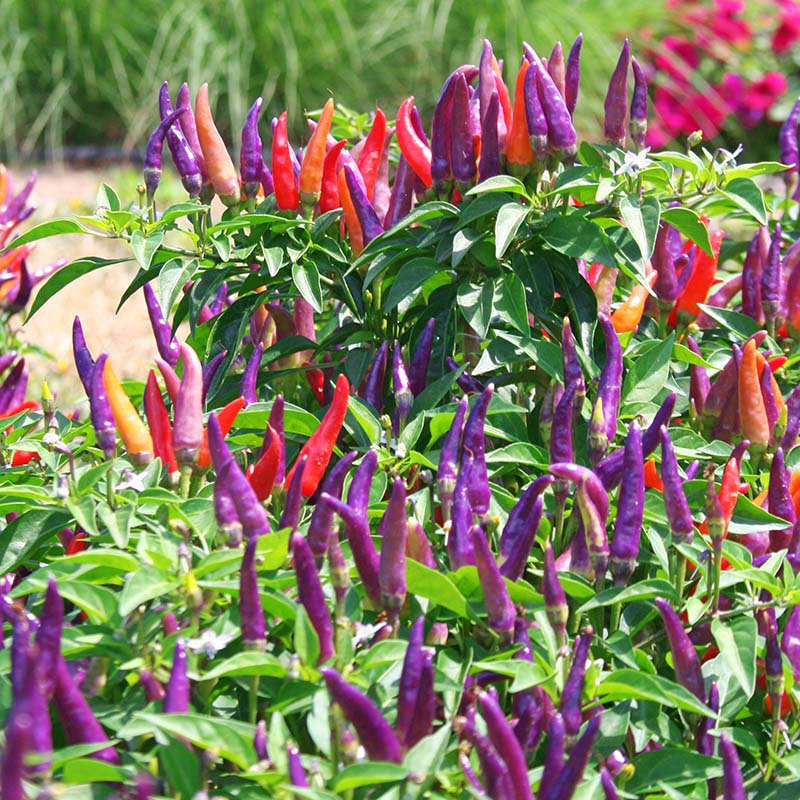 Sangria Pepper Vegetable Seeds for Planting