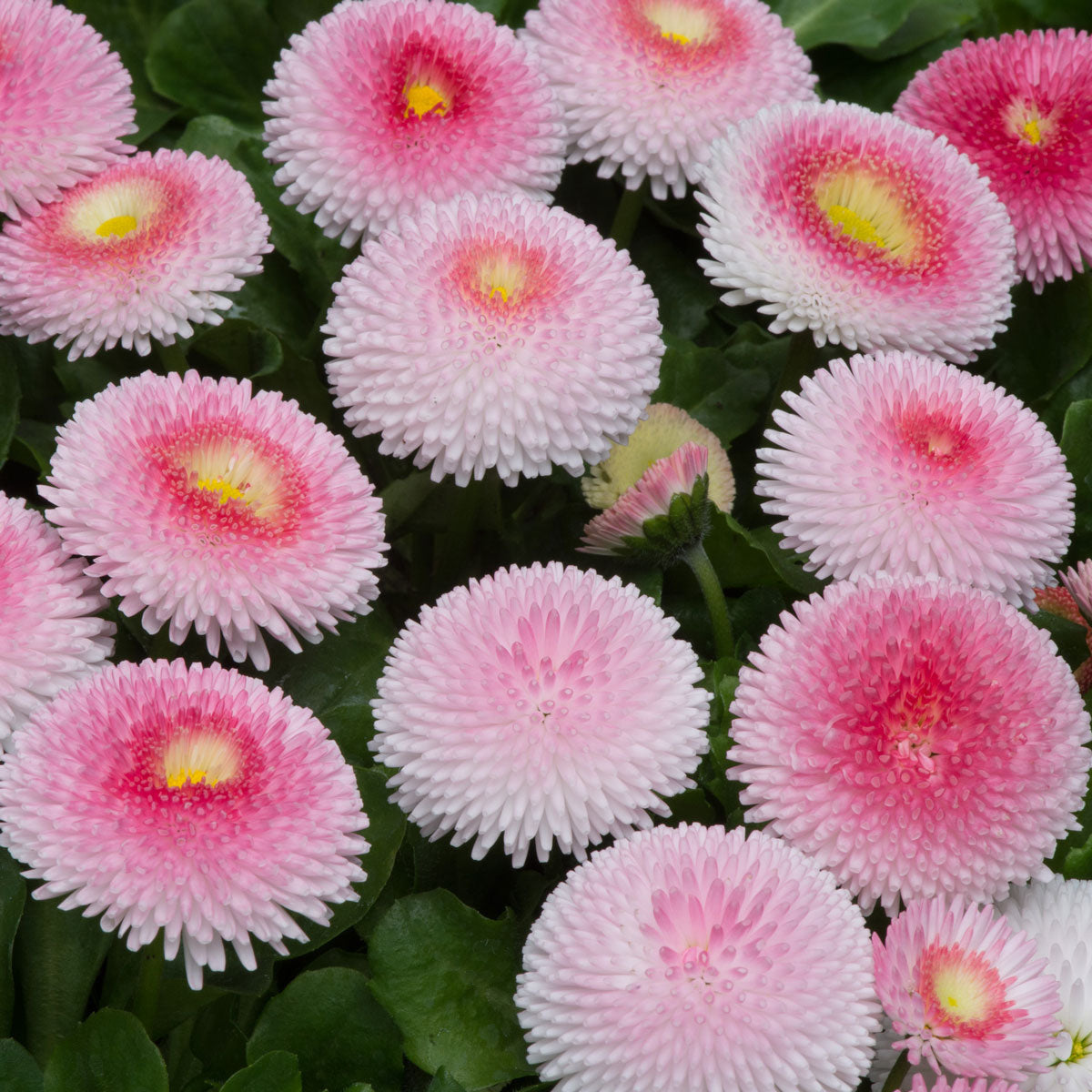 Daisy Bellis Perennis Crazy Mixed Flower Seeds for Planting