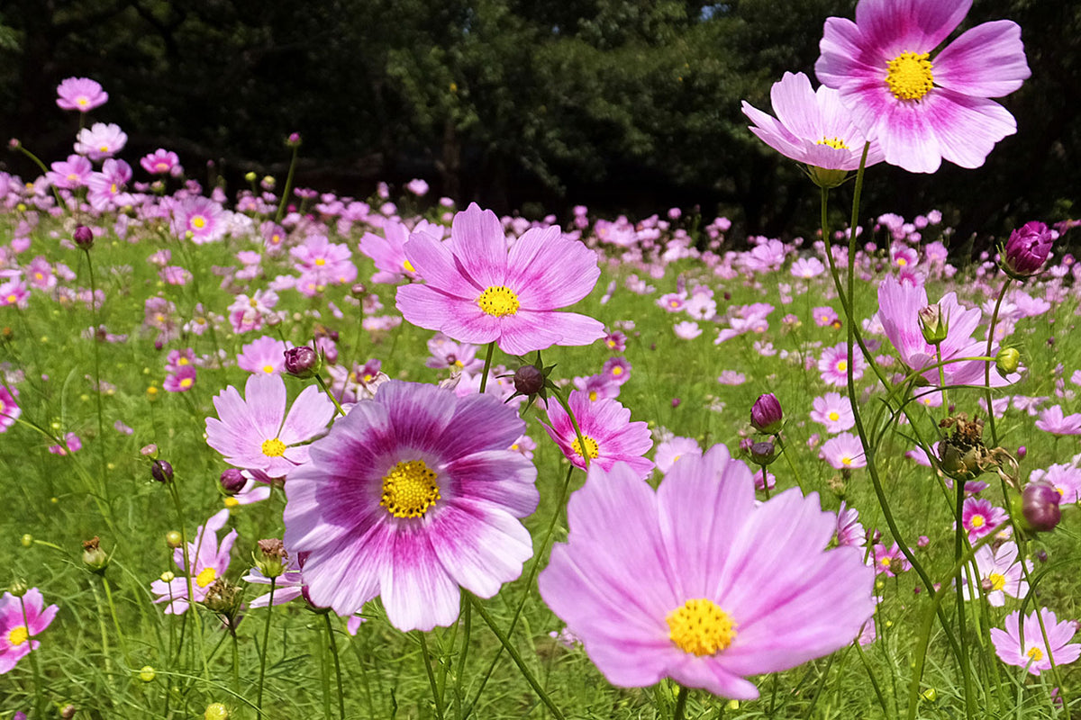 Cosmos Cosmos Bipinnatus Five Colors Flower Seeds for Planting – Colorful Blooms for Wildflower Gardens and Seasonal Beds