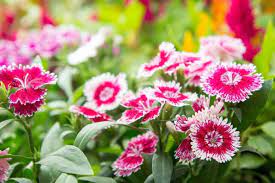 Dianthus Chinensis Rainbow Pink Flower Seeds for Planting in Garden and Pots