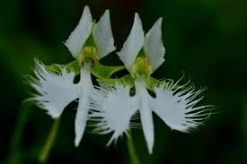 Egret Bonsai Flower Seeds – Heirloom Non-GMO Seeds for Decorative Garden Planting - Bonsai for planting in home garden