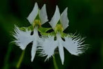 Egret Bonsai Flower Seeds – Heirloom Non-GMO Seeds for Decorative Garden Planting - Bonsai for planting in home garden