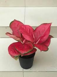 Aglaonema Plant Seeds for Planting  -Hierloom Flower Seeds