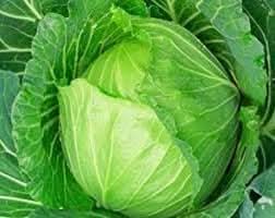 Golden Acre Cabbage Seeds for Planting heirloom & Non-GMO Seeds