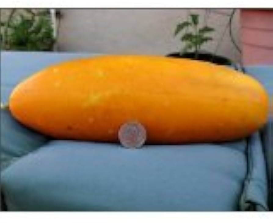 Hmong Red Cucumber Seeds - Pieces for Traditional Asian Cucumber Cultivation