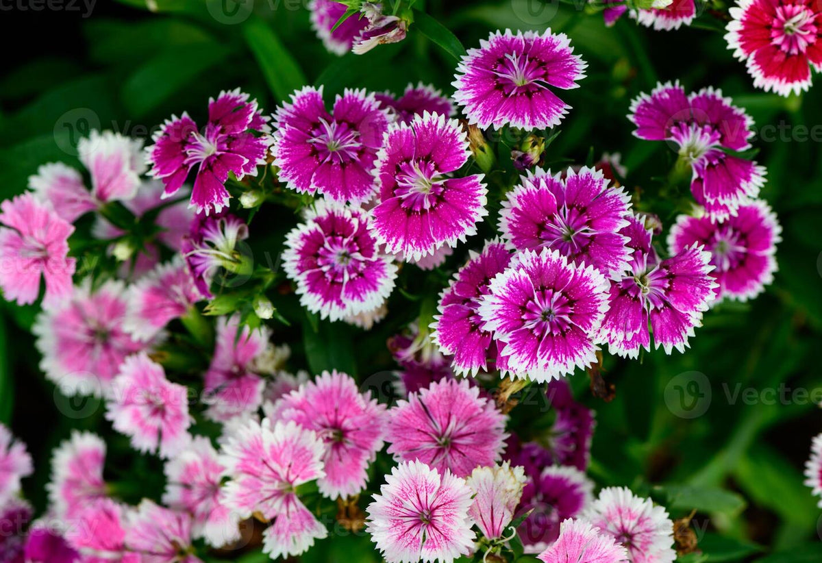 Dianthus Chinensis Rainbow Pink Flower Seeds for Planting in Garden and Pots