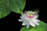 Passion Flower Seeds for Garden - NON GMO Seeds Dhara Seeds