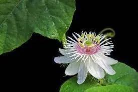 Passion Flower Seeds for Garden - NON GMO Seeds for planting in home garden