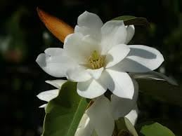 Michelia Flower Seeds for Planting - 100