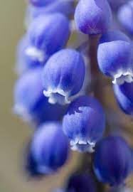 Convallaria Majalis Flower Seeds – Heirloom Non-GMO Seeds for Fragrant Shade Garden Planting