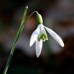 Galanthus Flower Seeds for Planting - 100 pcs for planting in your garden.