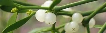Mistletoe White Plant Seeds for Planting NON GMO Seeds for planting in home garden
