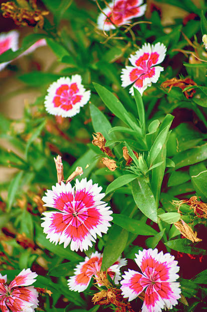 Dianthus Chinensis Rainbow Pink Flower Seeds for Planting in Garden and Pots