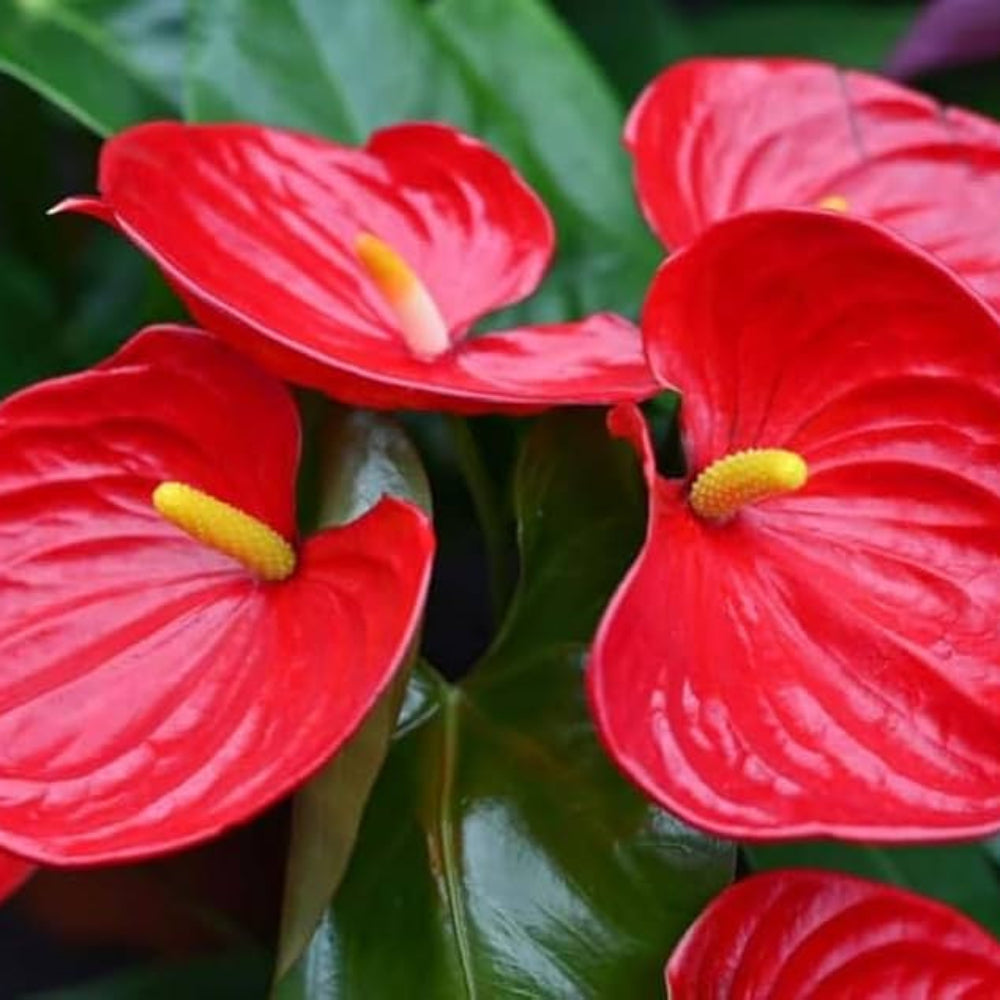 Anthurium Andraeanum Red Rare Flower Seeds