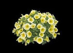 Sunrise Cascading Petunia Seeds for Planting - Heirloom, NON-GMO Seeds for Beautiful Garden Blooms - Cascading for planting in home garden