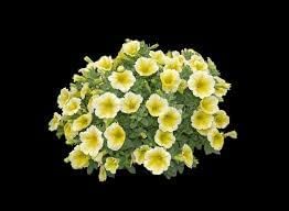 Sunrise Cascading Petunia Seeds for Planting - Heirloom, NON-GMO Seeds for Beautiful Garden Blooms - Cascading for planting in home garden