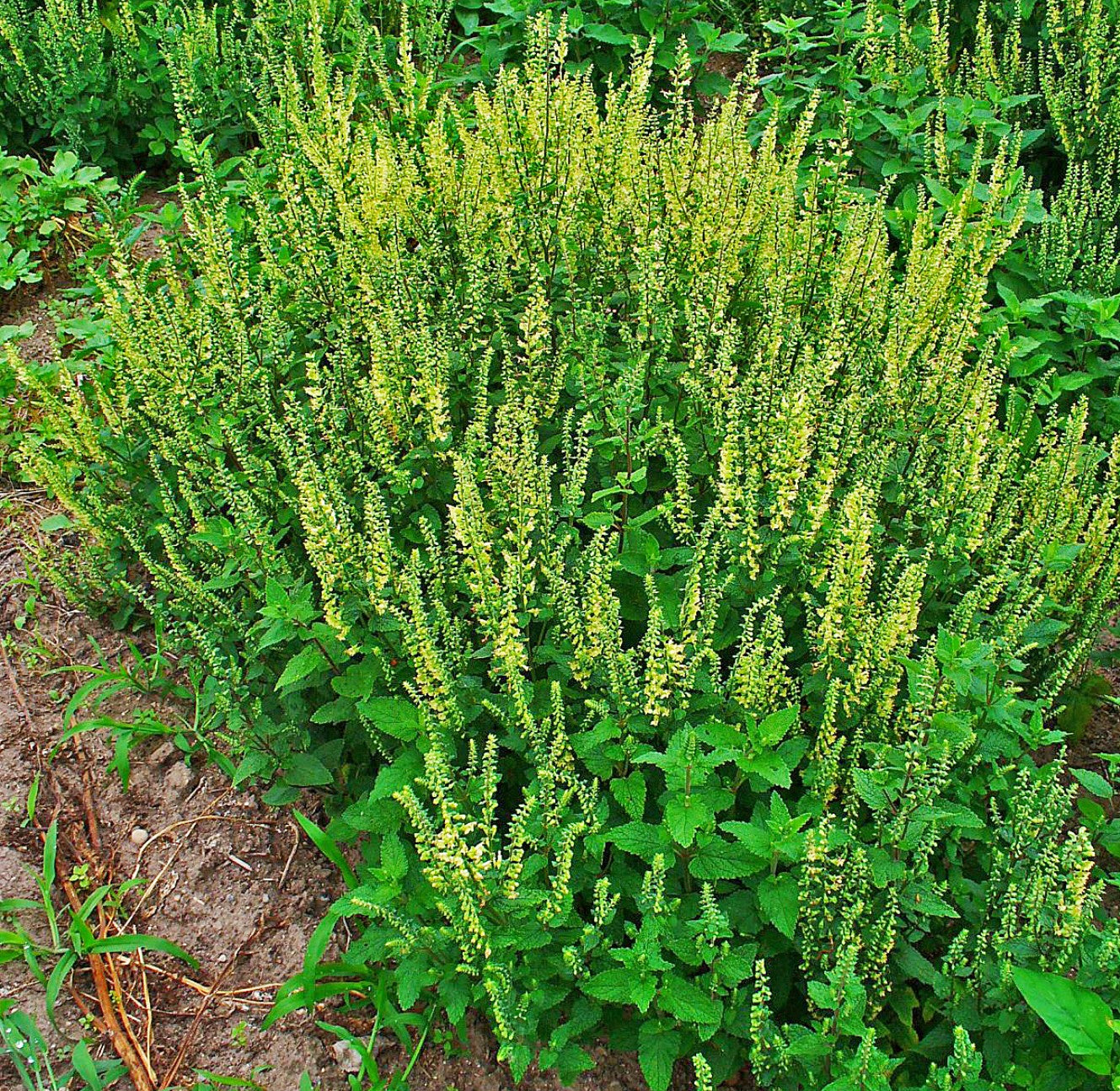 Sage Teucrium Scorodonia Flower Seeds for Planting ,Heirloom Seeds