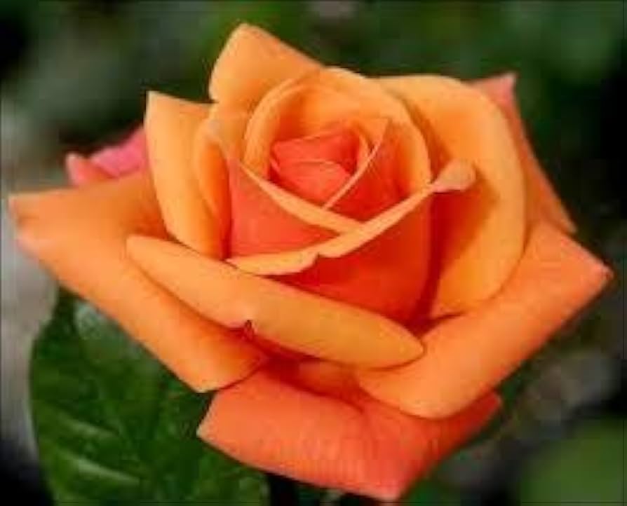 Osiria rose flower – Rosa spp. for planting in flower bed