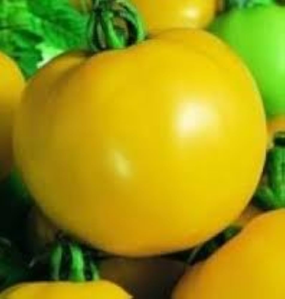 Golden Sunburst heirloom yellow tomato seeds for home garden