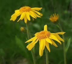 Fresh Arnica Flower Seeds for Planting - 100