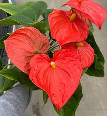 Anthurium Andraeanum Red Rare Flower Seeds