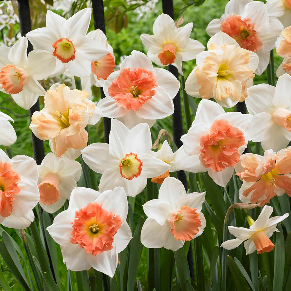 Daffodil Bulbs - Pretty in Pink Mix