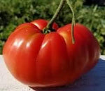 Large Red Tomato Solanum lycopersicum for planting in vegetable patch