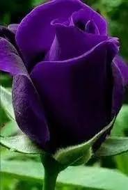 Thick Purple Rose Plant Seeds - Non-GMO Heirloom Garden Seeds for Planting Ideal for Home Gardens Dhara Seeds