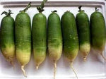 White radish Raphanus sativus seeds for planting in urban garden