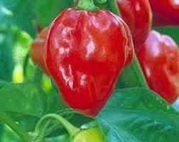 Scotch Bonnet Pepper Vegetable Seeds for Planting