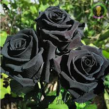 Rosa Seeds Black Rose Flower Seeds for Planting in Garden and Decorative Beds