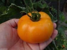Yellow Tomato Heirloom Non Gmo Image