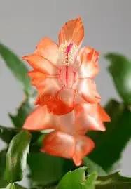 Christmas Cactus Flower Seeds for Planting - NON GMO Seeds Dhara Seeds