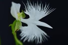 Egret Orchid Flower Seeds for Planting  -Hierloom Flower Seeds