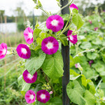 flowers high quality flower seeds for growing vibrant and colorful blooms in home gardens and landscapes organic flowers premium organic flower seeds for sustainable gardening and beautiful blossoms suitable for all climates