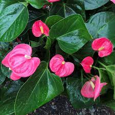 Anthurium Andraeanum Pink Rare Flower Seeds