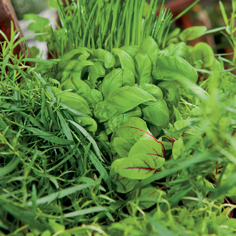 Italian Salad Seeds – Easy-to-Grow Vegetable Mix for Home Garden