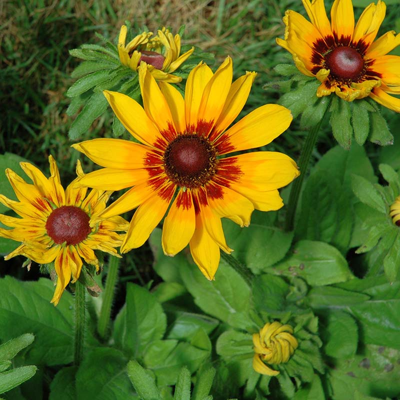 Denver Daisy Rudbeckia Perennial Yellow Flowering Seeds For Planting