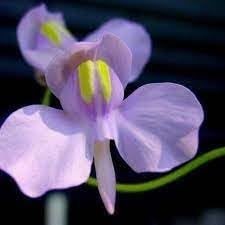 Utricularia Flower Seeds for Planting, 100